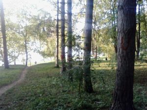Комсомольское озеро (на каждом дереве по букве)